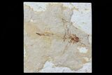 Fossil Flying Fish (Exocoetoides) - Lebanon #70426-1